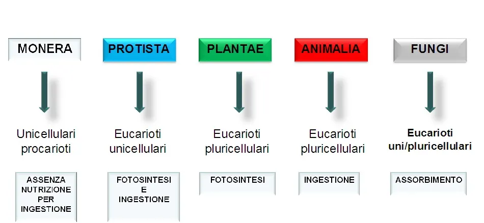 5 regni whittaker 5 REGNI