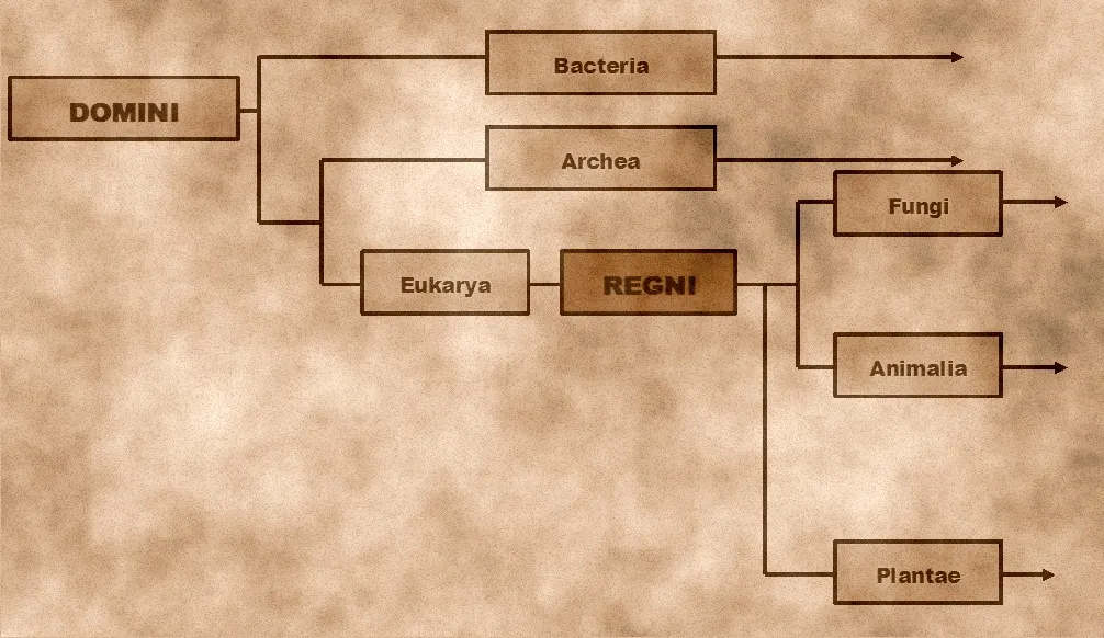 Dai regni a tipi