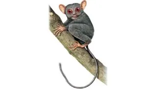 tarsio_tarsier