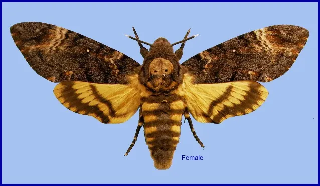 Acherontia atropos