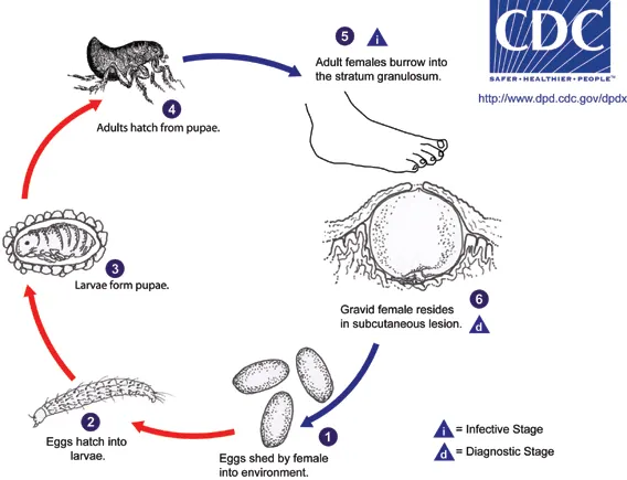 Tungiasi: ciclo vitale
