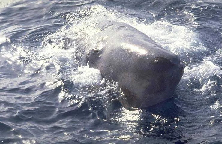 Physeter macrocephalus