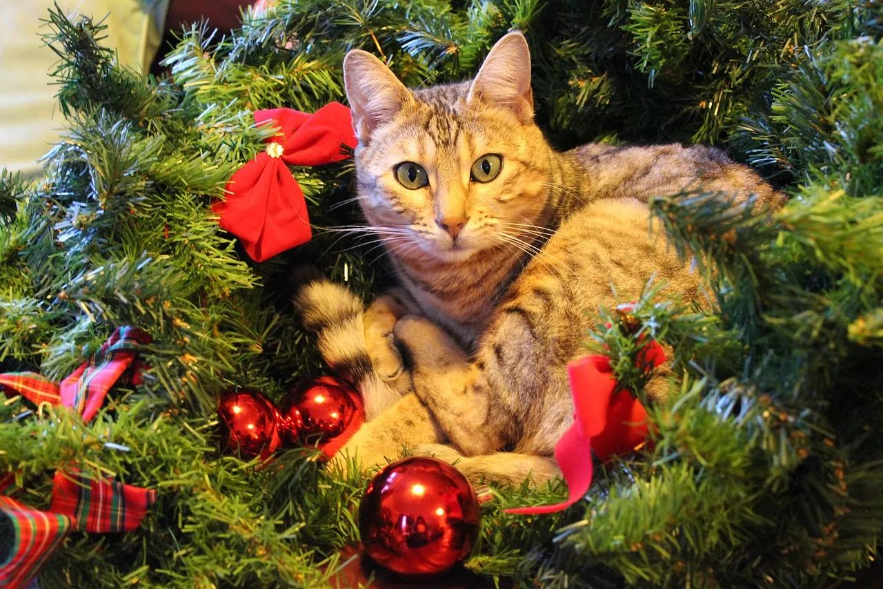 cat_loveb