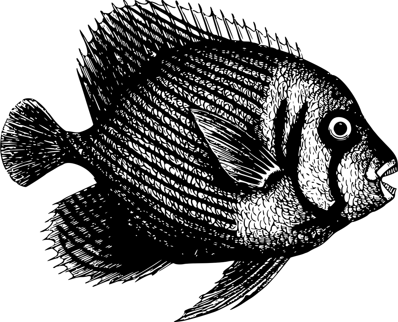Trichilia emetica