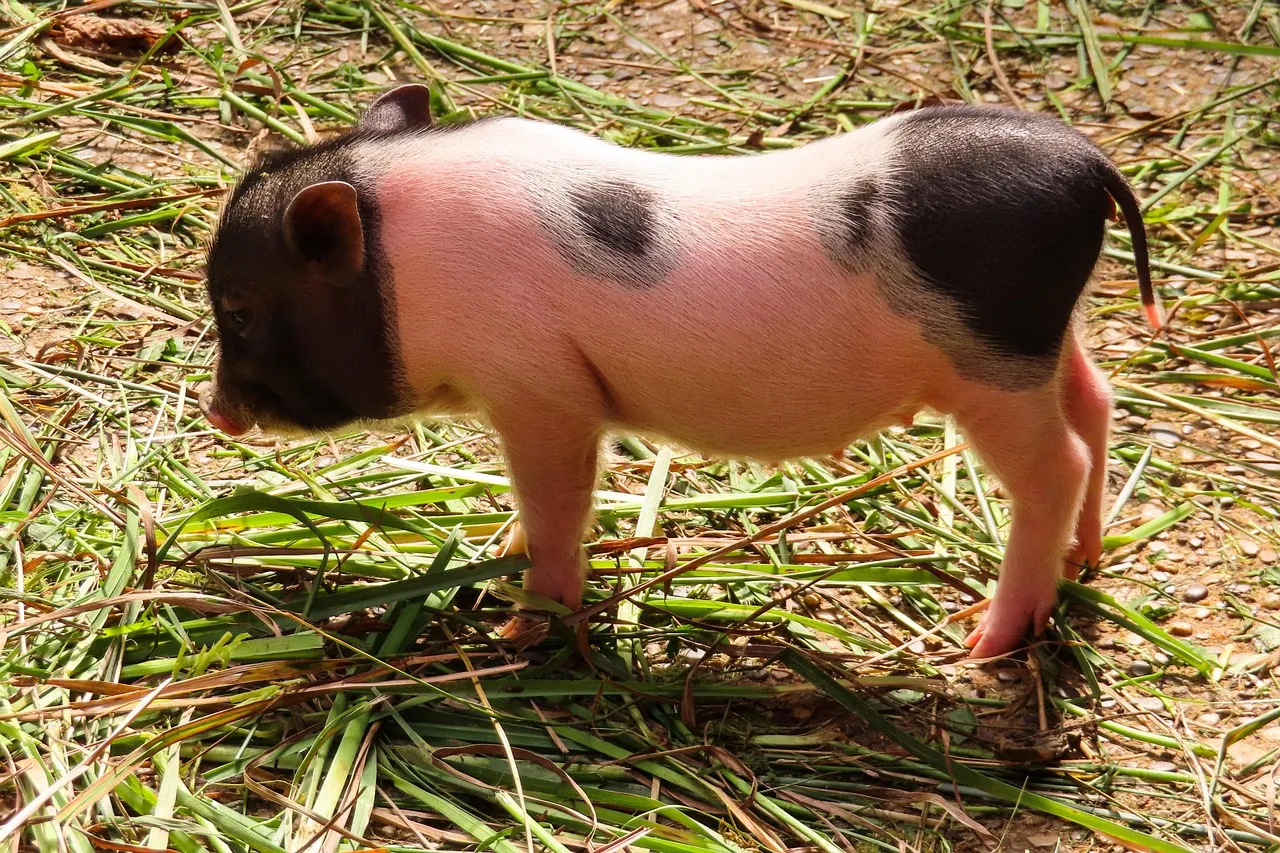 sus scrofa