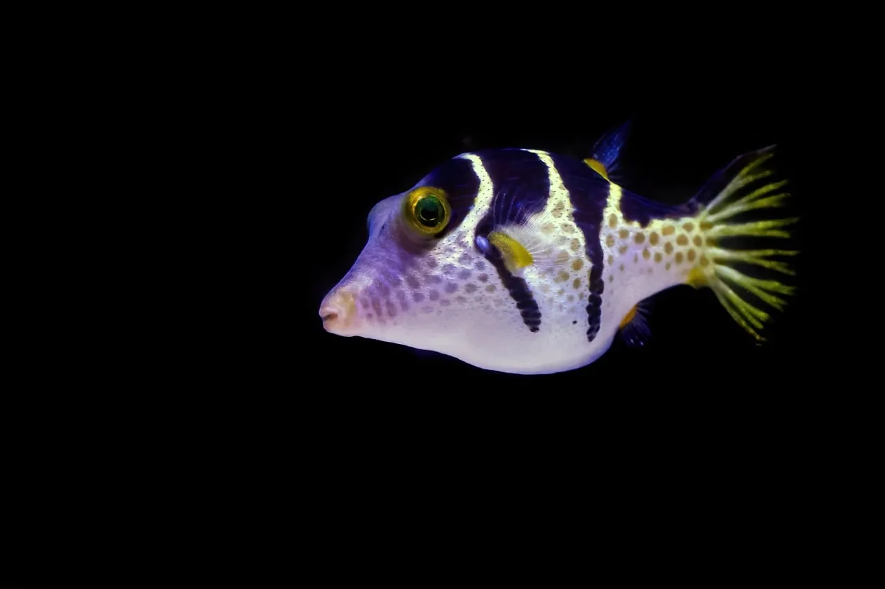 fugu