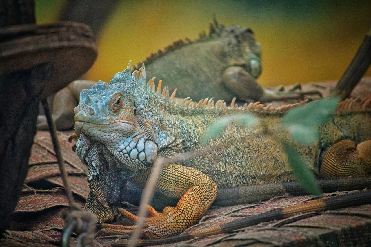 Cyclura cychlura cychlura