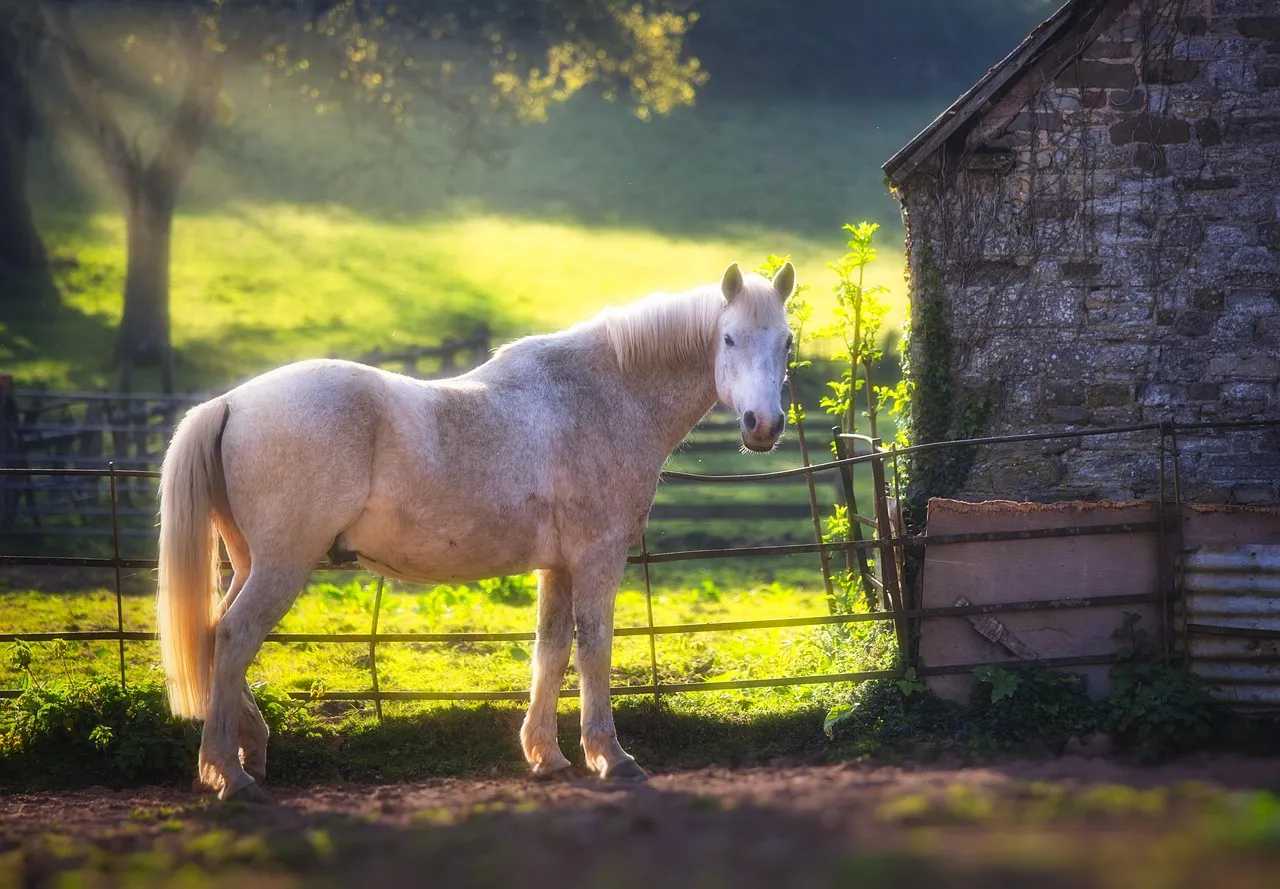 cane pegaso