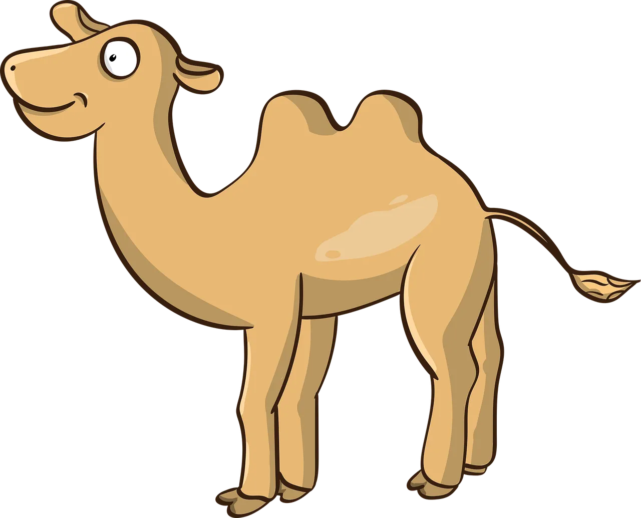 no camel