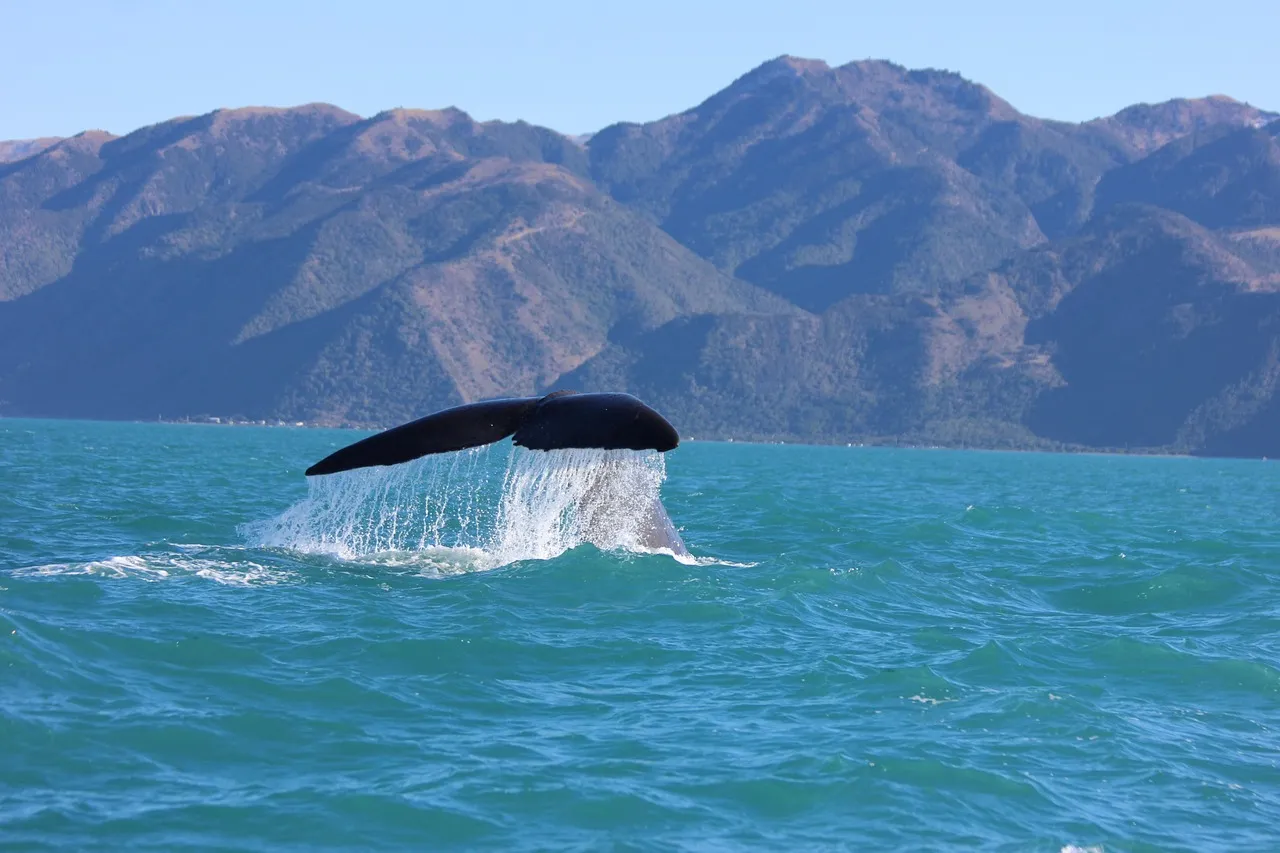 Cetacei del Mare Mediterraneo