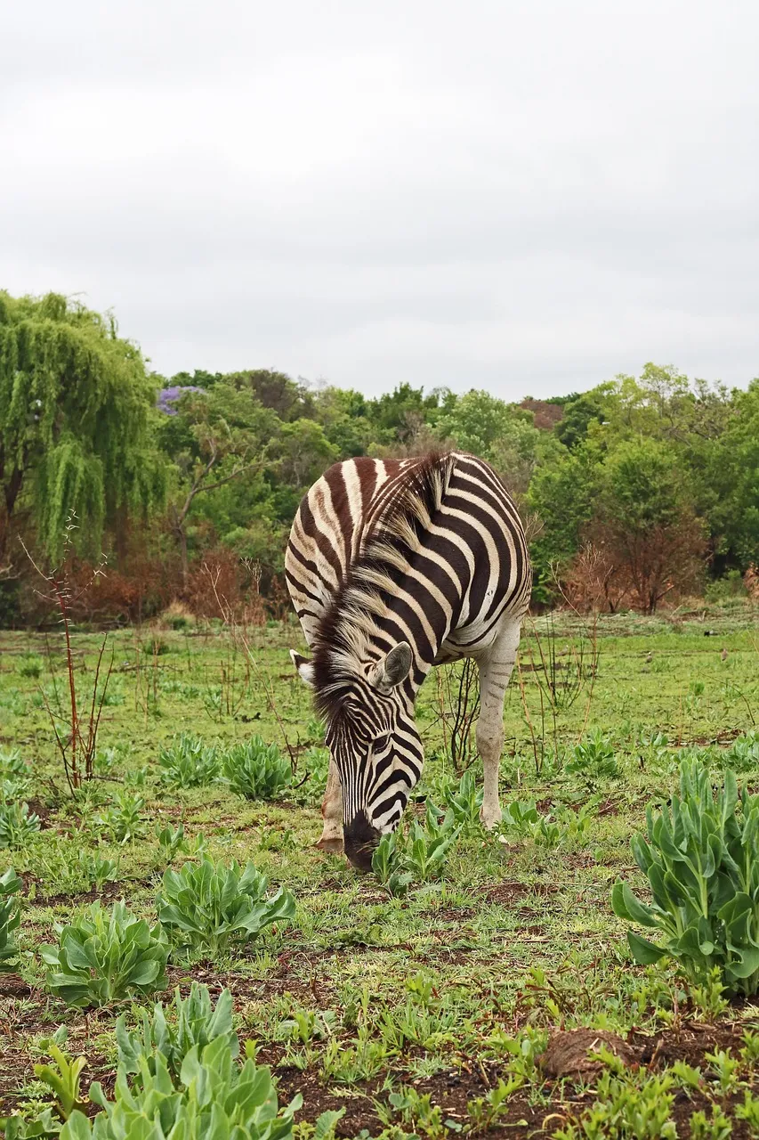quagga
