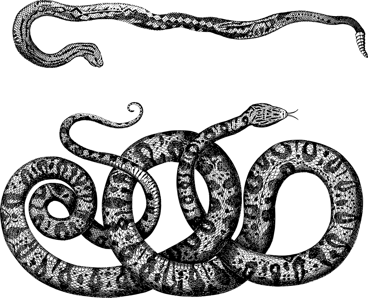 anatomia-ghiandola-velenifera