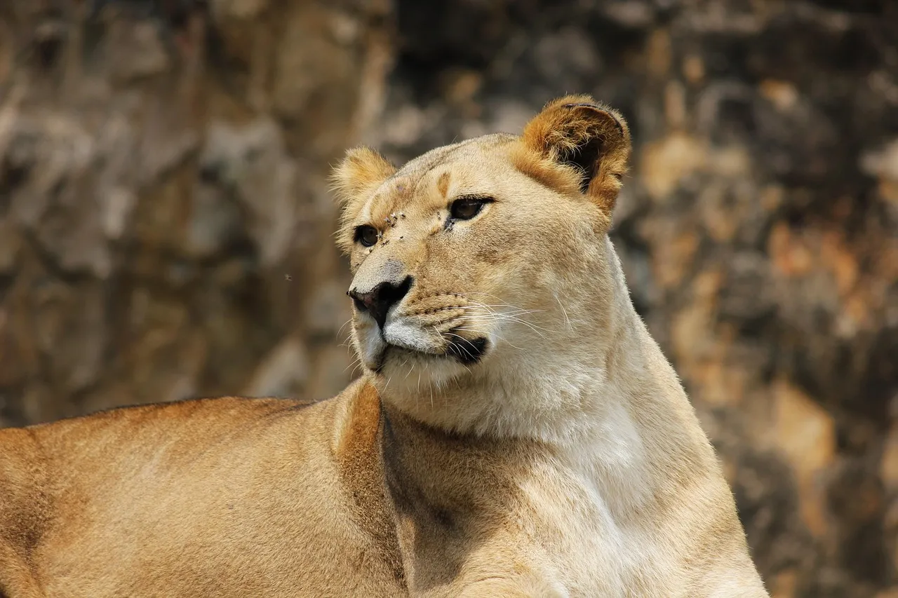 leonessa e leone