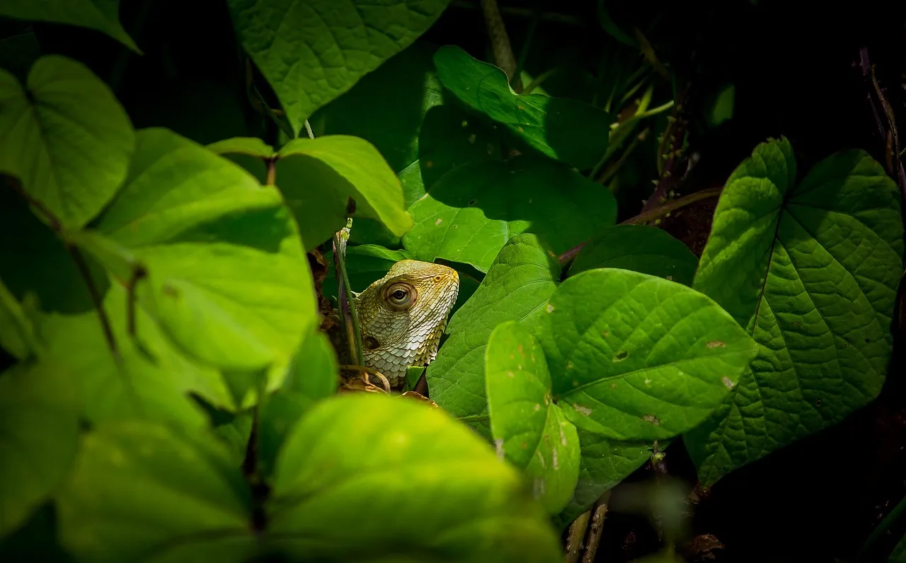 lacerta_sicula lacerta_sicula