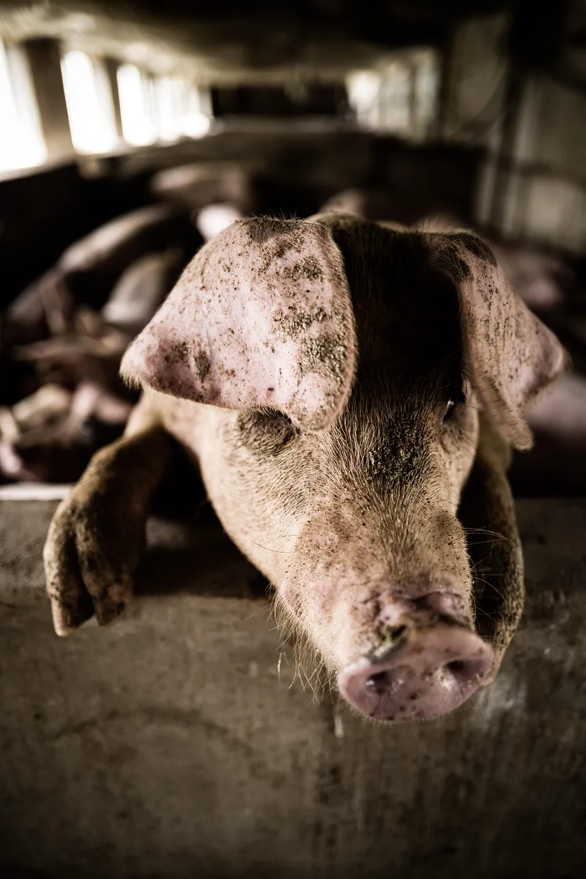 Sus scrofa domestica