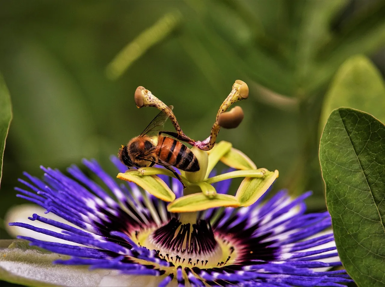 honeybadge rb Mellivora capensis