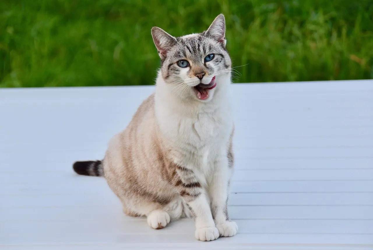 gattoluna