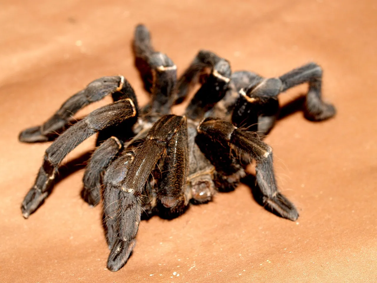 ghiandola velenifera