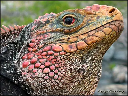 Cyclura cychlura cychlura