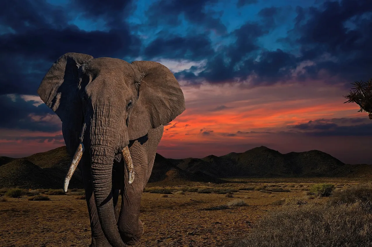 Sunset-Elephant-