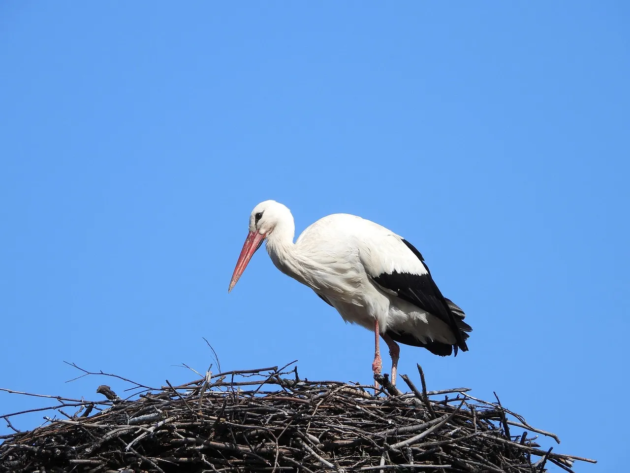 white crow