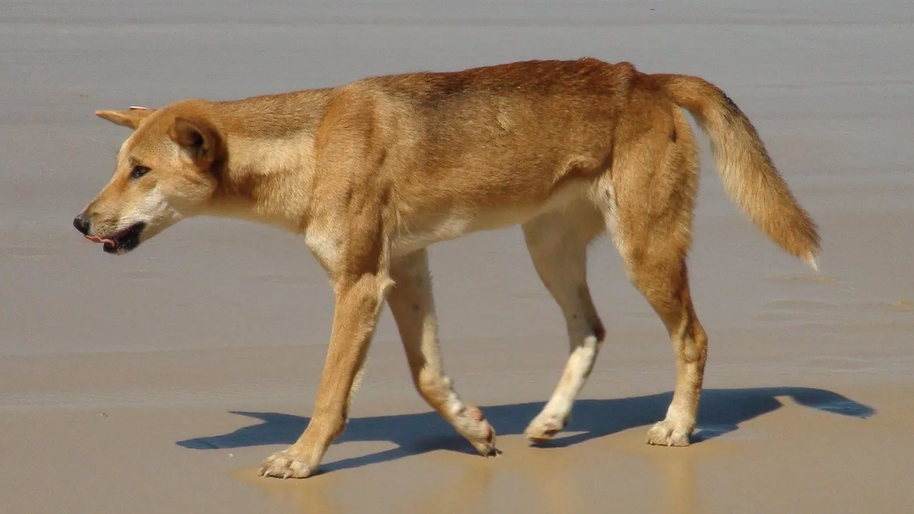 Canis lupus dingo Canis lupus dingo