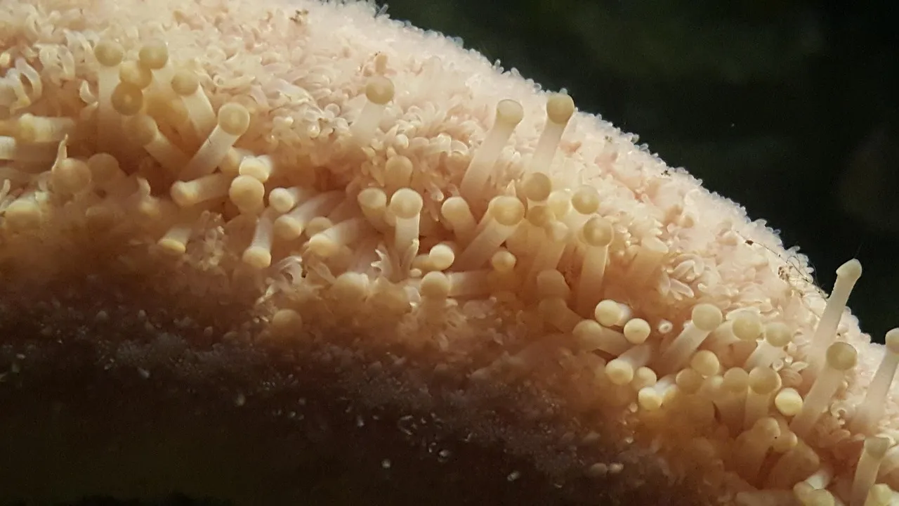 poriferi