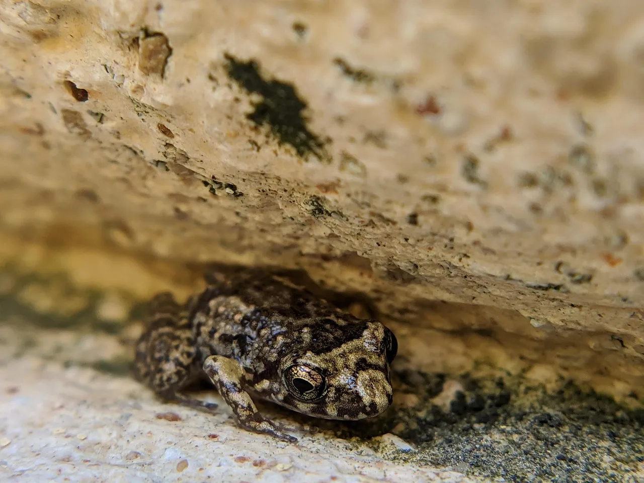 Xenopus laevis