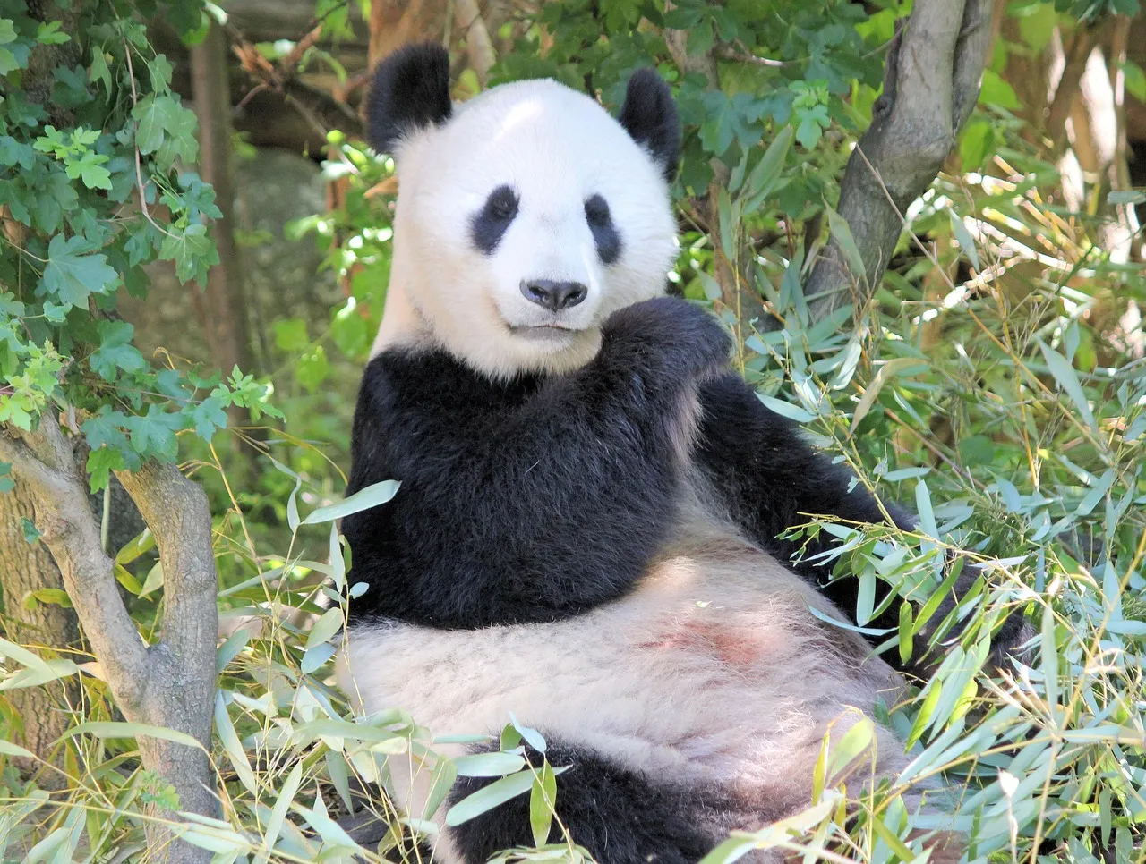 panda panda