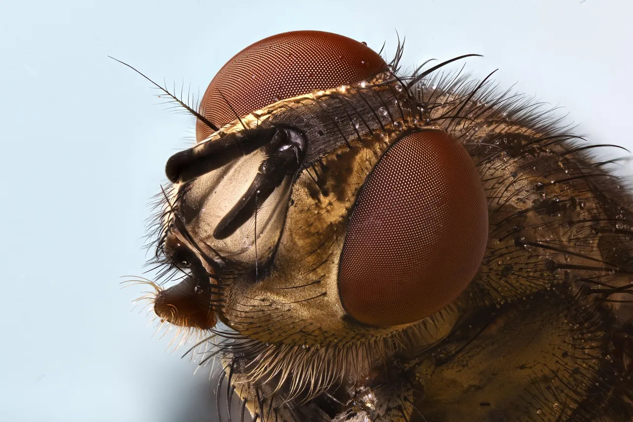 Tarlo del legno (Hylotrupes bajulus, Linneo, 1758)