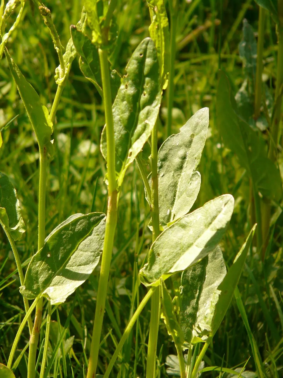 Rumex abyssinicus
