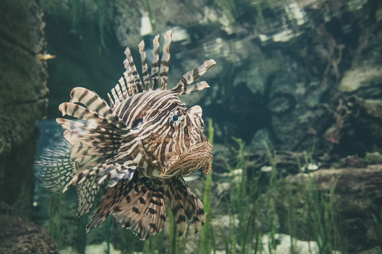 fugu b fugu b