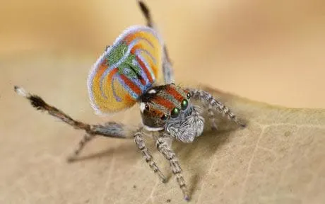 Peacock spider