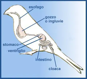 Fonte: Sistema Museale di Ateneo - Università di Bologna -