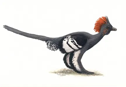 Ricostruzione dellla livera di Anchiornis hxleiy