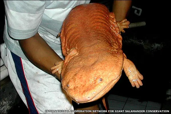 Salamandra gigante giapponese,Con una lunghezza di quasi 1,5 metri è la seconda salamandra più grande del mondo