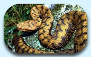 Vipera aspis Vipera aspis