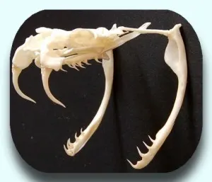 d vipera d vipera