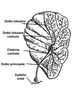 gland