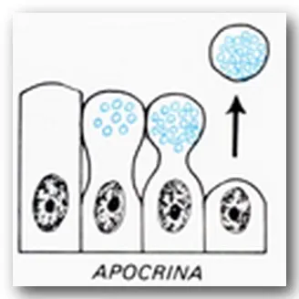 Secrezione apocrina