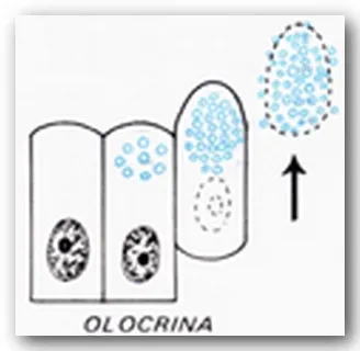 Secrezione olocrina