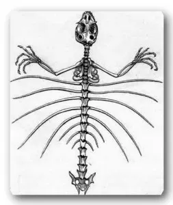 -skeleton-of-Draco-volans