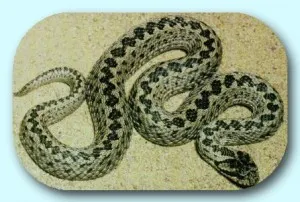 V ursinni Vipera ursinii