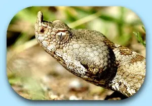 vipera ammodytes Vipera ammodytes