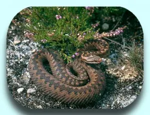 vipera_berus_ Vipera berus