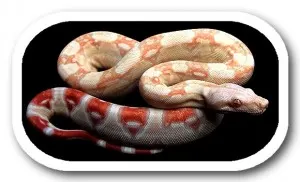 Boa albino