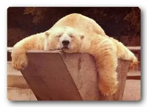 polarsleepbear