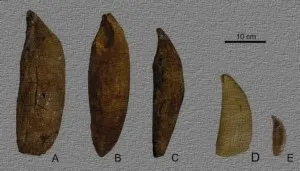 Leviathan teeth