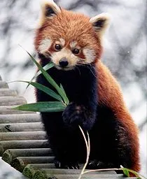 Ailurus_fulgens Ailurus_fulgens