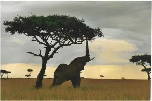 Elephant reaching